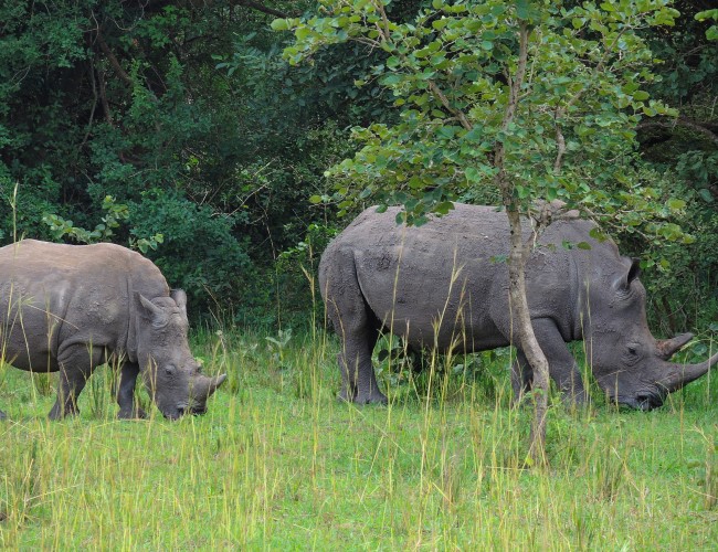 Budongo Central Forest Reserve